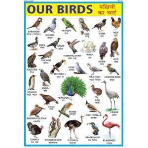 Bird Chart