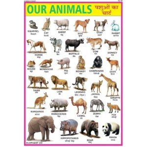Animal Chart