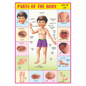 Body Parts Chart For Kids
