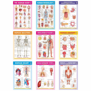 The Human Body Charts | Set of 9 charts | Hard Laminated